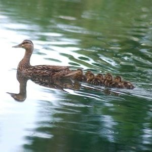 Meet your Posher, Helena
